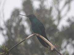 Pterophanes cyanopterus
