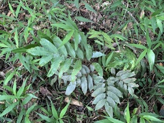 Bolbitis scalpturata