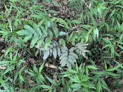 Bolbitis scalpturata