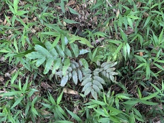 Bolbitis scalpturata