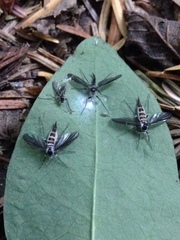 Entomophthorales