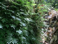 Bolbitis angustipinna