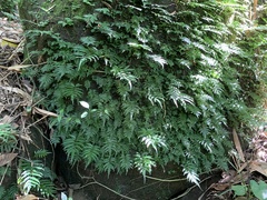 Bolbitis angustipinna