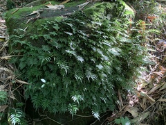 Bolbitis angustipinna