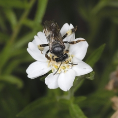 Macropis europaea