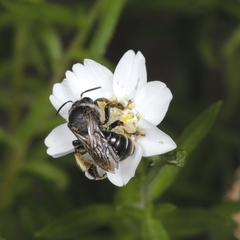 Macropis europaea