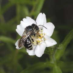 Macropis europaea