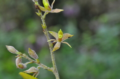 Epidendrum avicula
