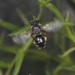 Macropis europaea