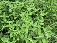Salvia occidentalis