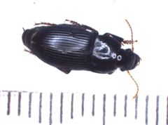 Anisodactylus nemorivagus