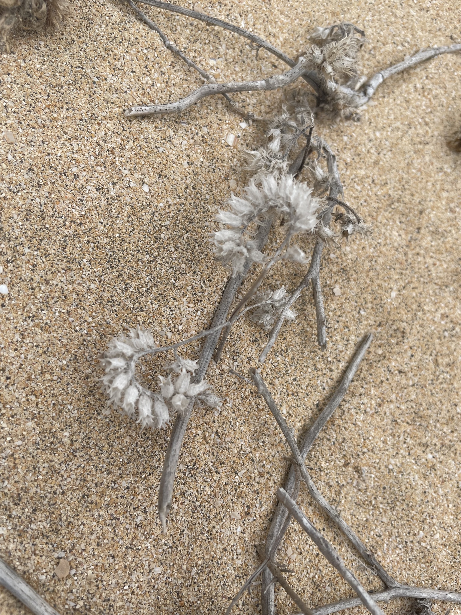 Mairetis microsperma