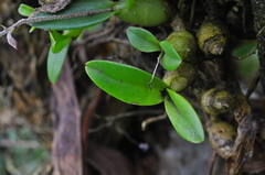 Epidendrum avicula