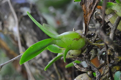 Epidendrum avicula