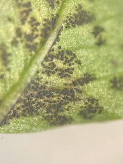 Polythrincium trifolii