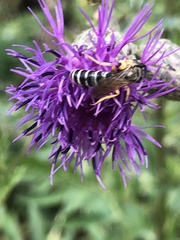 Halictus sexcinctus