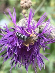 Halictus sexcinctus