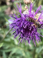 Halictus sexcinctus