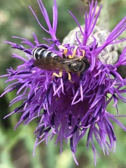 Halictus sexcinctus