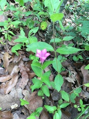 Spigelia scabrella