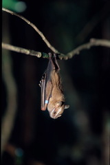 Chiroderma trinitatum