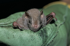 Chiroderma villosum