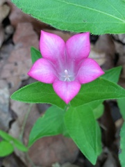 Spigelia scabrella