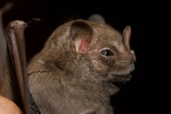 Chiroderma villosum