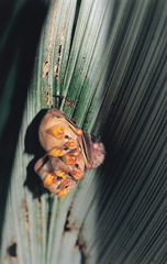 Mesophylla macconnelli