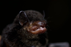 Eptesicus chiriquinus