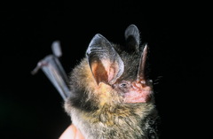 Gardnerycteris crenulatum