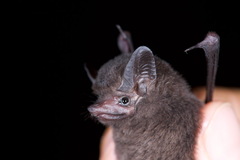 Peropteryx trinitatis