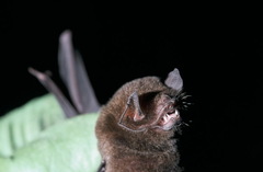 Pteronotus parnellii