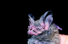 Trachops cirrhosus