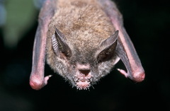 Trachops cirrhosus