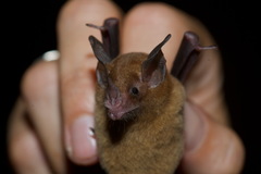 Trinycteris nicefori