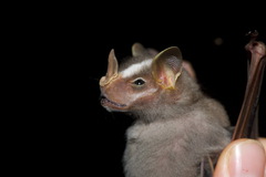 Vampyrodes caraccioli