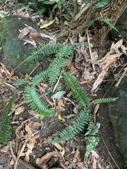 Bolbitis rhizophylla