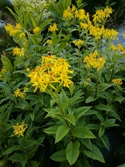 Senecio ovatus