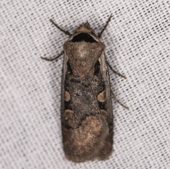 Dichagyris capota