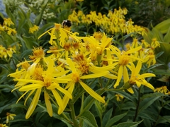 Senecio ovatus
