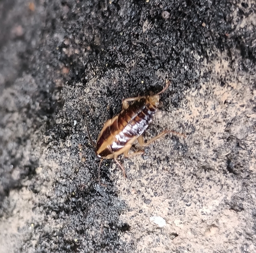 German cockroach