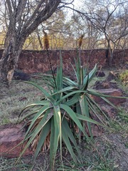 Aloe spicata