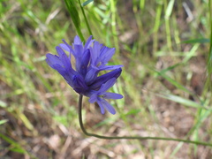 Dichelostemma congestum