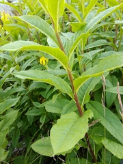 Senecio ovatus