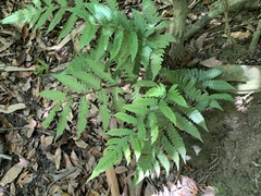 Tectaria subfuscipes