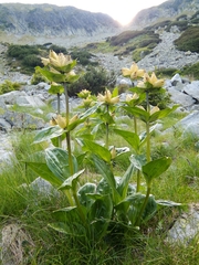 Gentiana punctata
