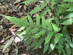 Tectaria subfuscipes