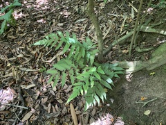 Tectaria subfuscipes