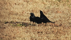 Molothrus rufoaxillaris